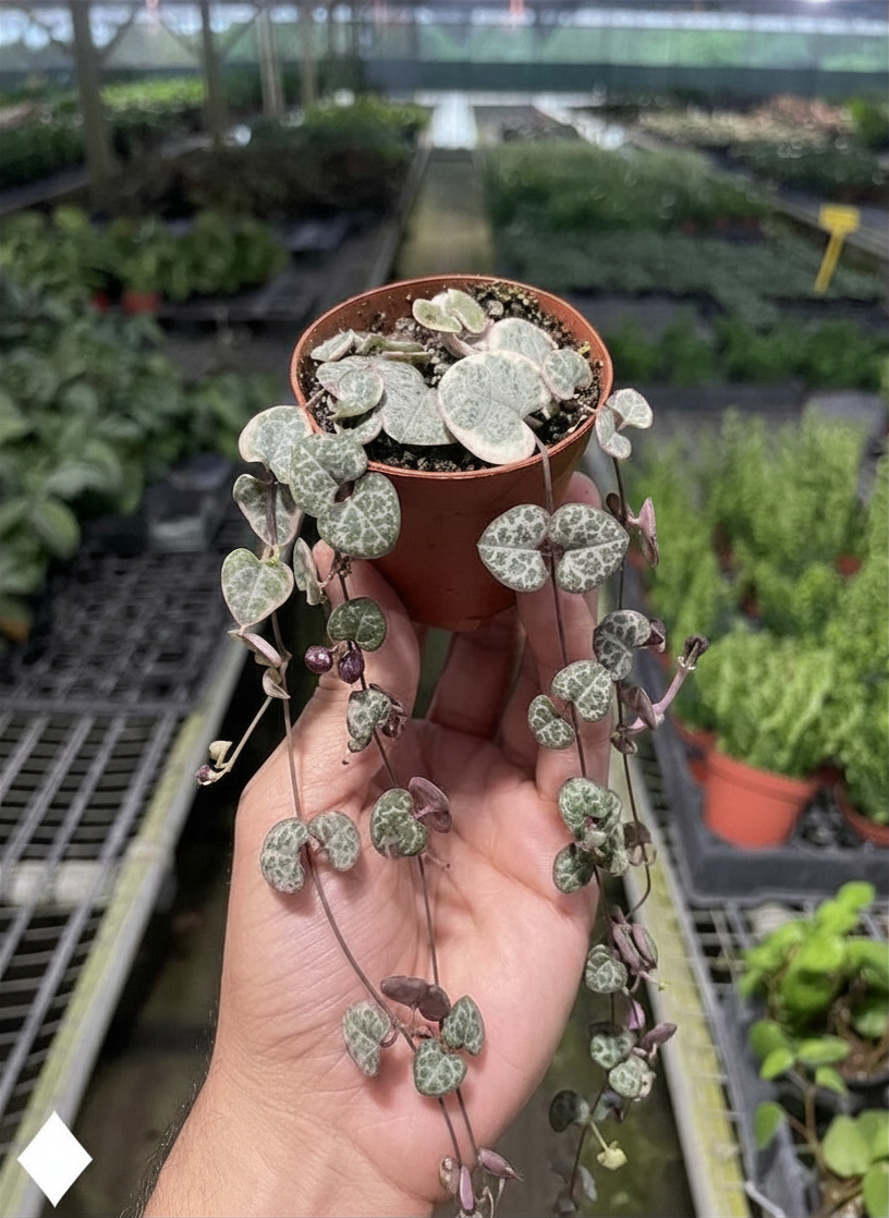 Succulent 'String of Hearts' – view 3