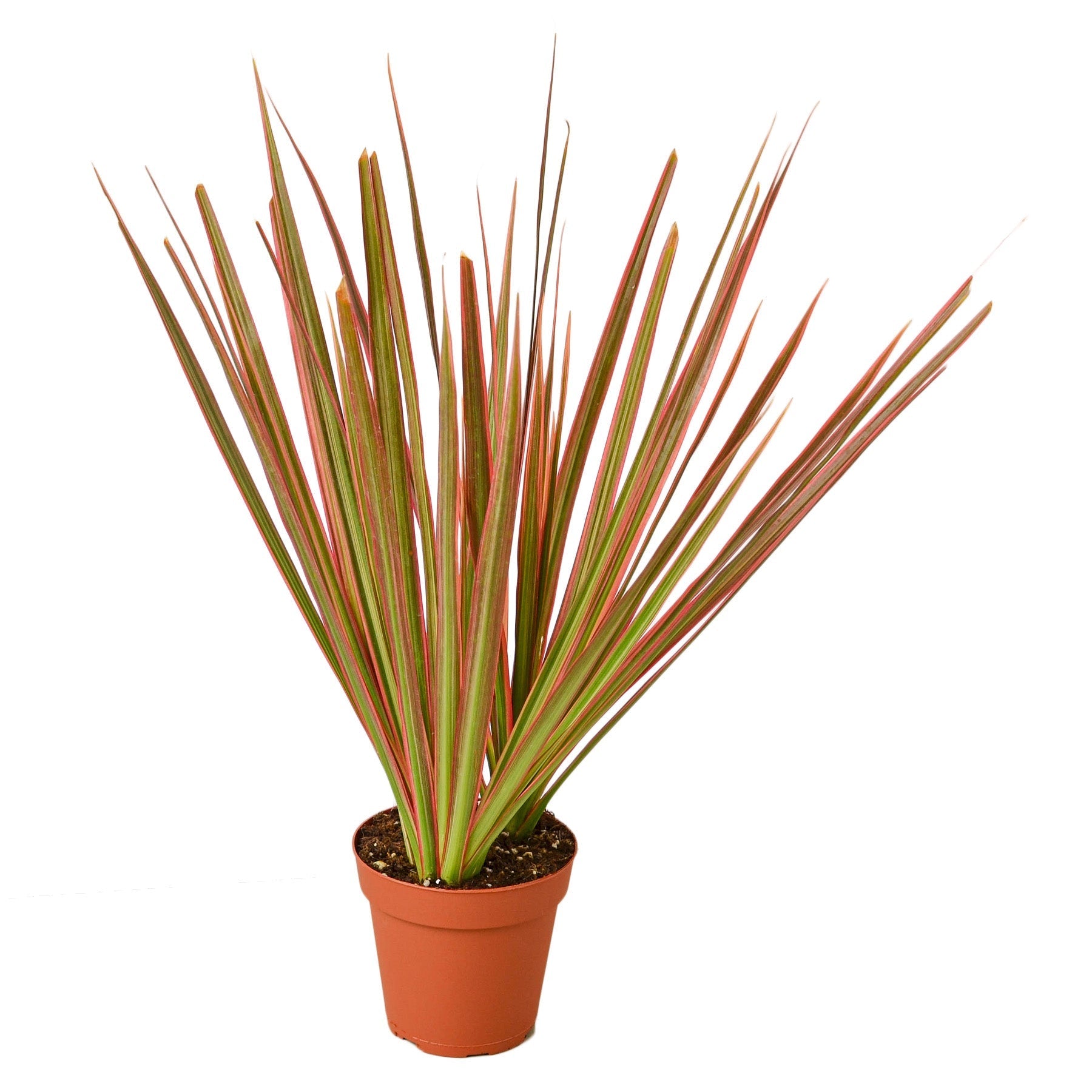 Dracaena 'Colorama' Live Plant – 4" Nursery Pot