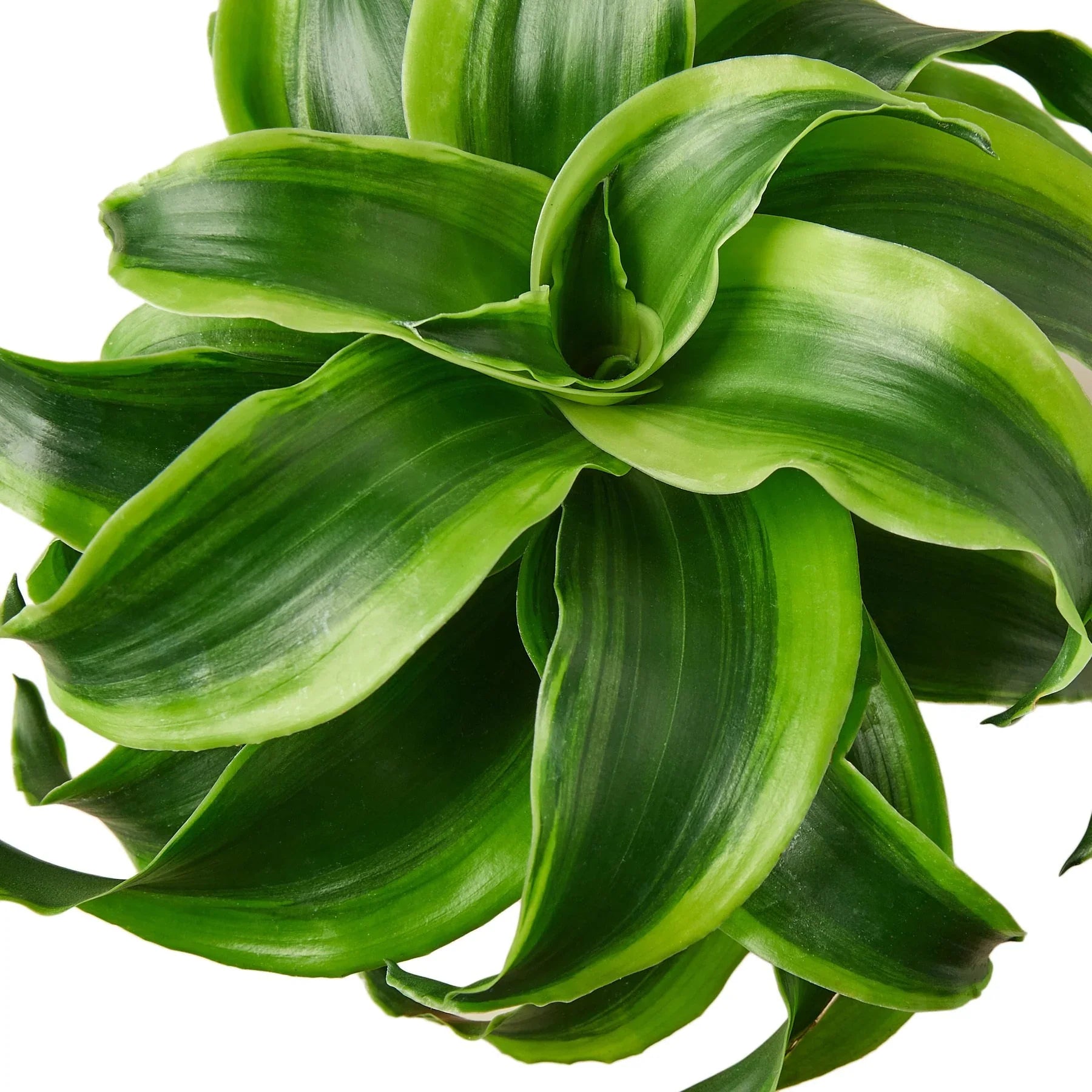 Dracaena 'Tornado' – view 2