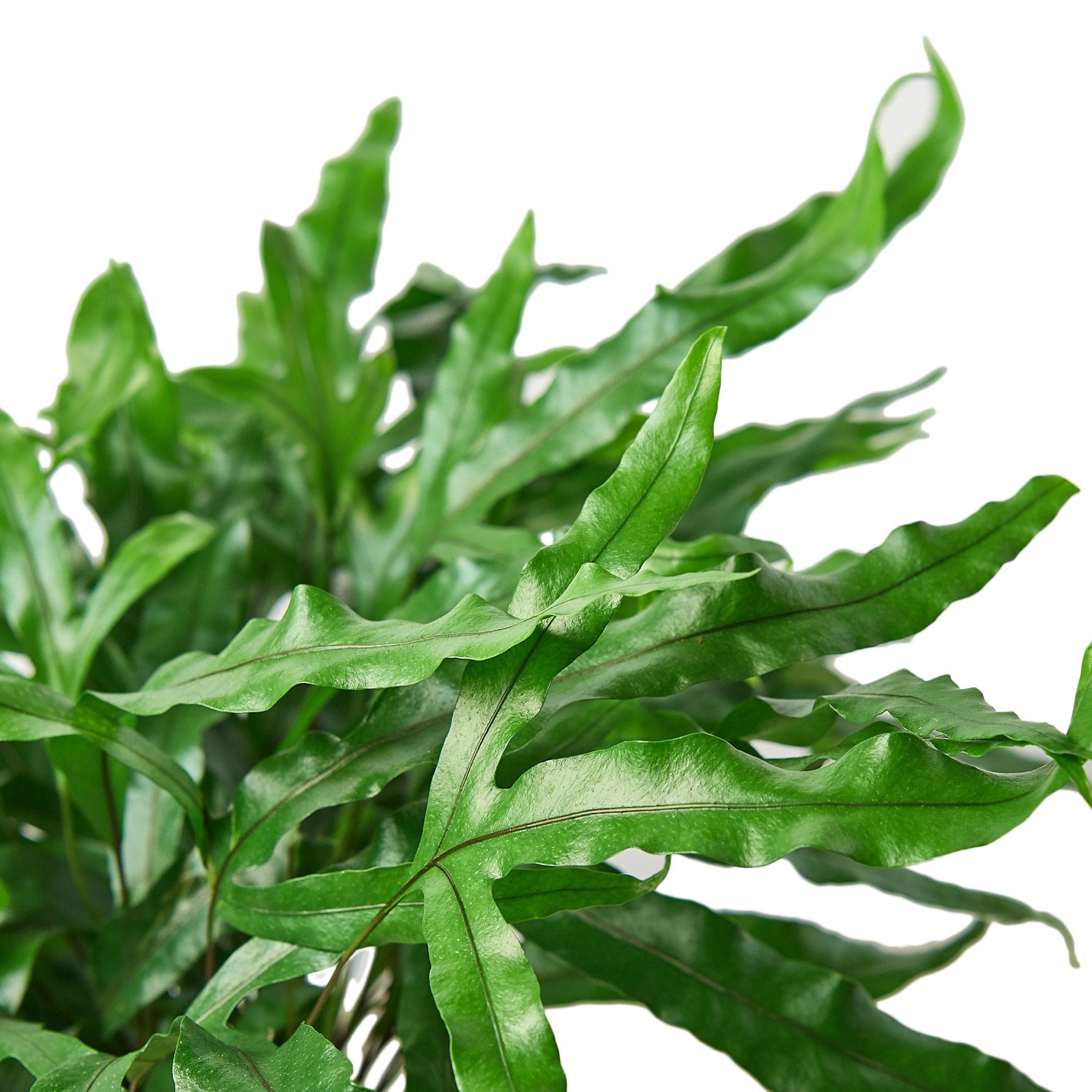 Fern 'Kangaroo Paw' – view 2