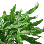 Fern 'Kangaroo Paw' – view 2