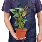 Calathea 'Grey Star' – view 3