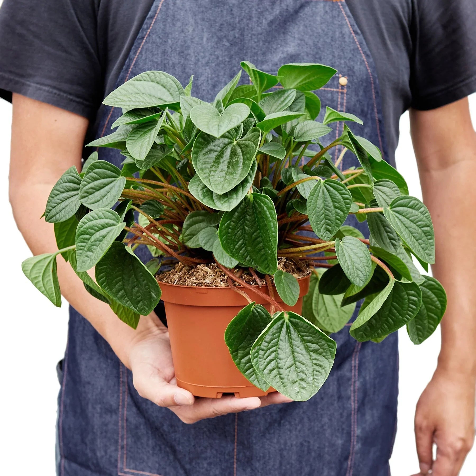 Peperomia 'Rana Verde' – view 5