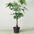 Money Tree 'Guiana Chestnut' Pachira Braid – view 6