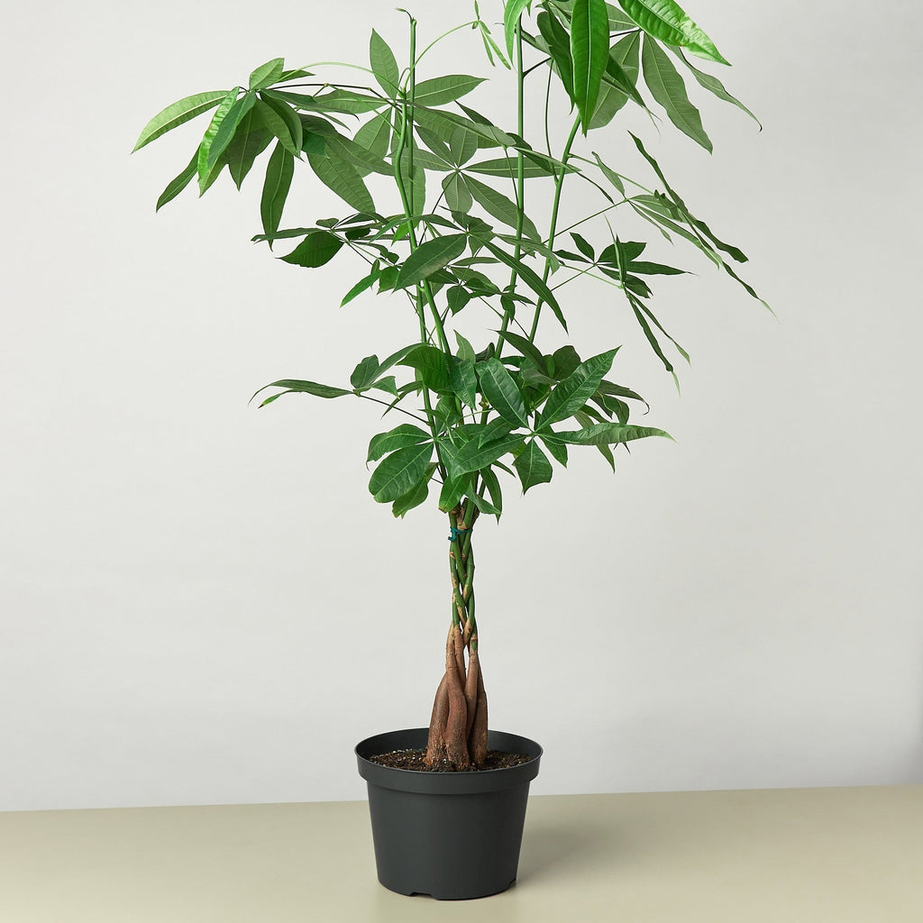 Money Tree 'Guiana Chestnut' Pachira Braid – view 6