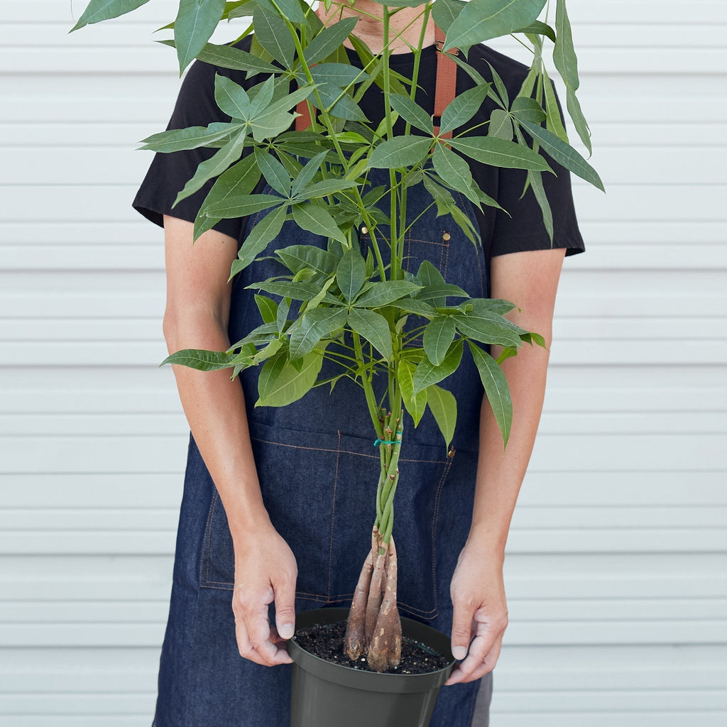 Money Tree 'Guiana Chestnut' Pachira Braid – view 7