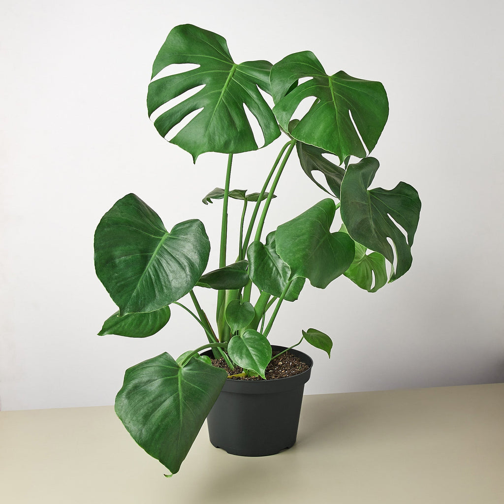 Monstera 'Split-Leaf' – view 5