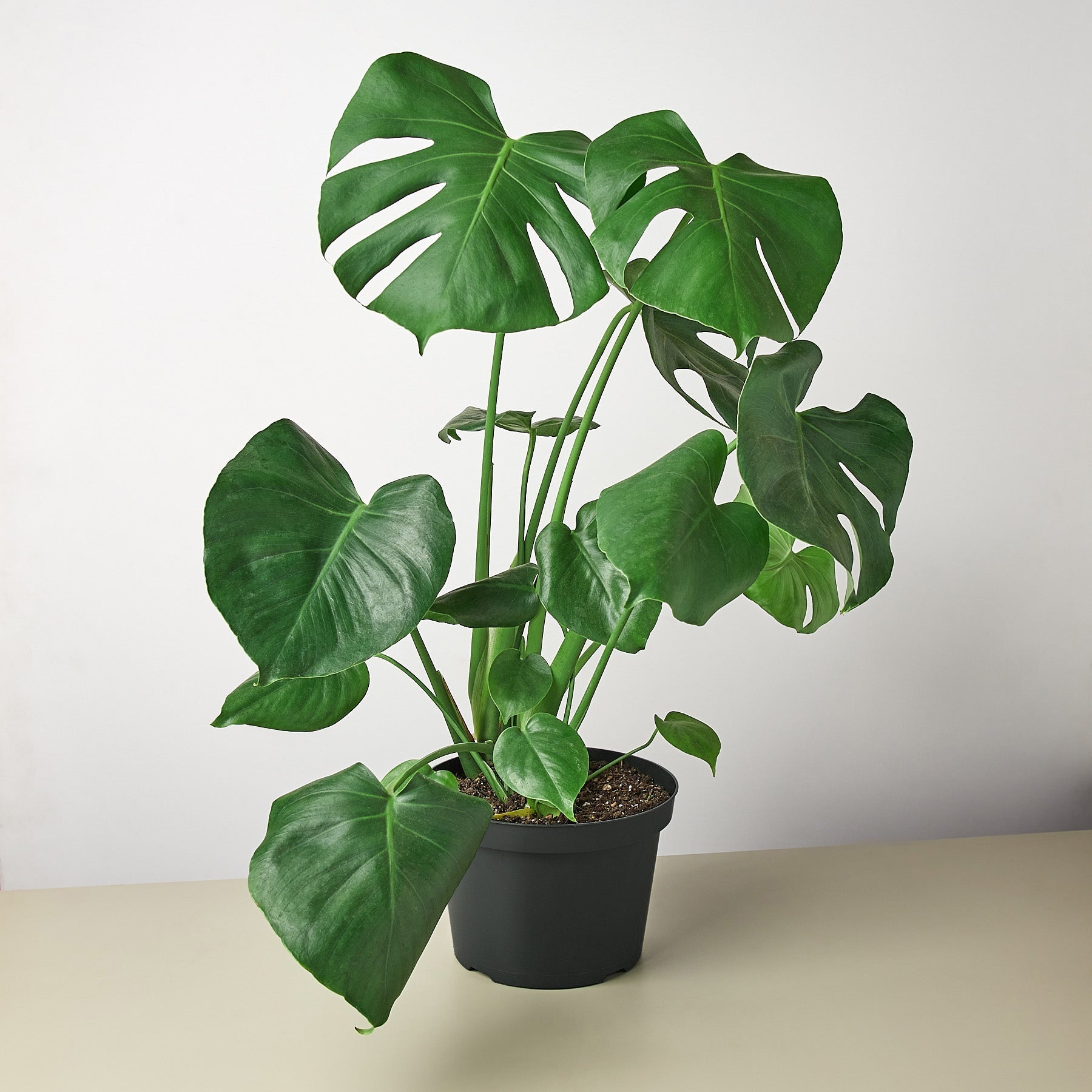 Monstera 'Split-Leaf' – view 5
