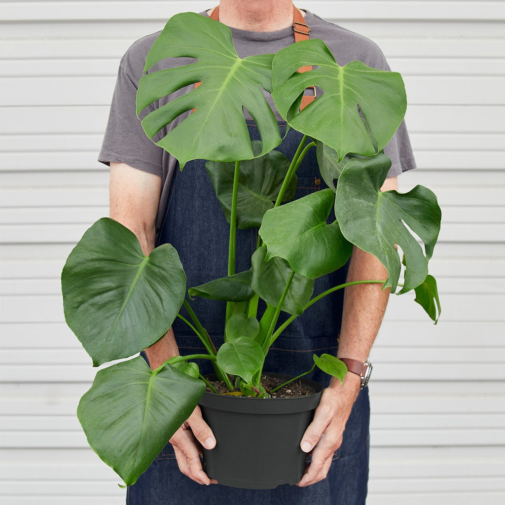 Monstera 'Split-Leaf' – view 6
