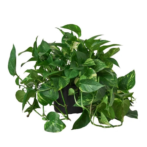 Pothos 'Golden' – view 6