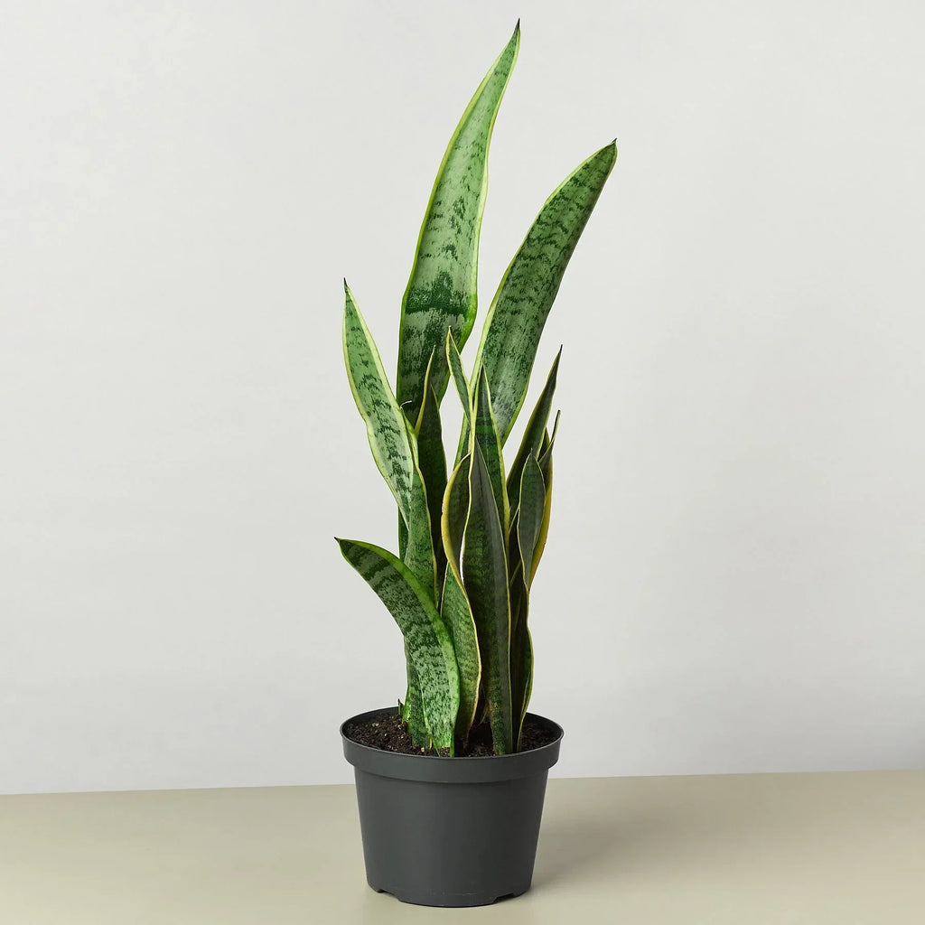 Snake Plant Laurentii – view 6