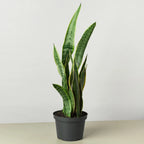 Snake Plant Laurentii – view 6