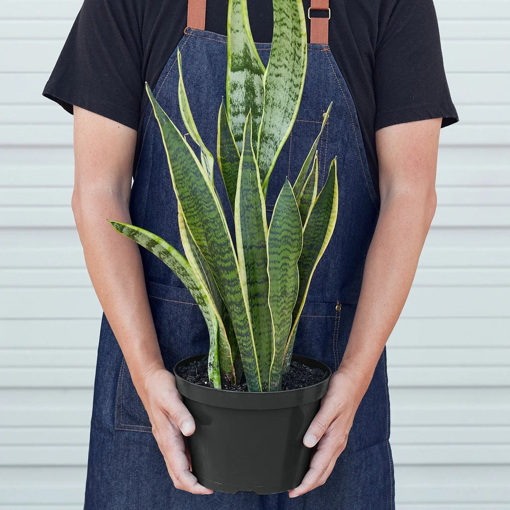 Snake Plant Laurentii – view 7
