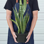 Snake Plant Laurentii – view 7