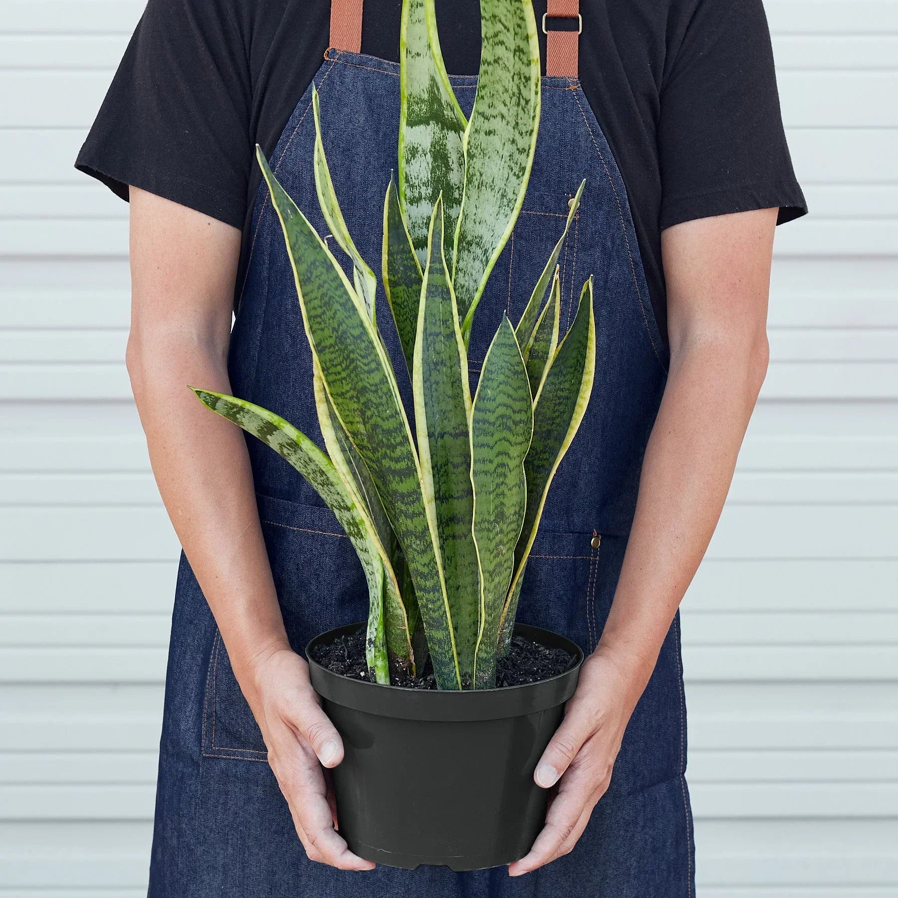 Snake Plant Laurentii – view 7