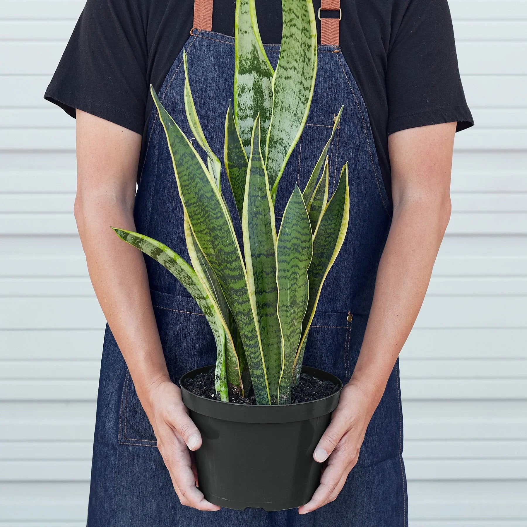 Snake Plant Laurentii – view 7
