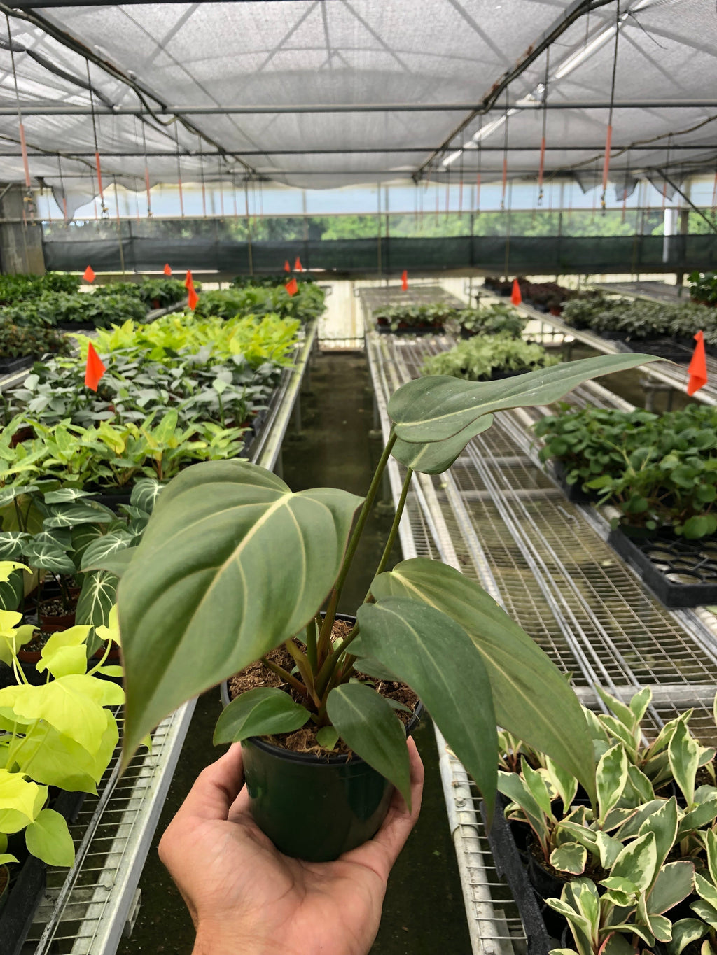 Philodendron 'Summer Glory' – view 4