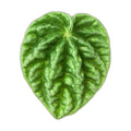 Peperomia 'Ripple'