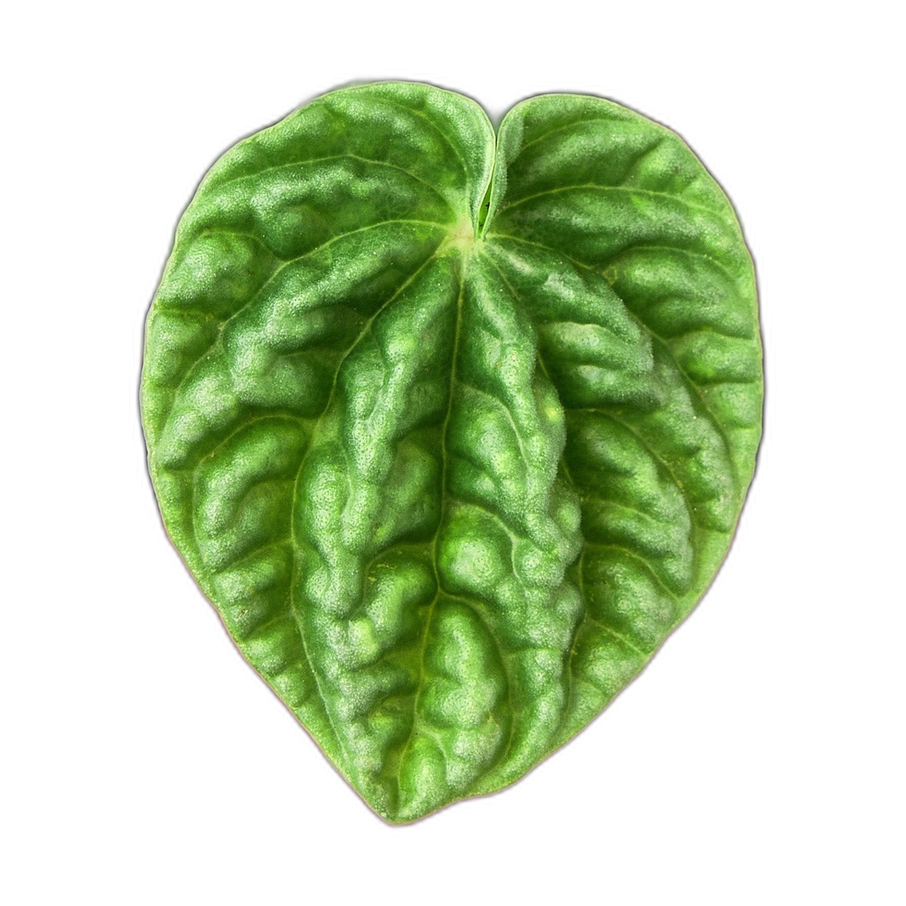 Peperomia 'Ripple'