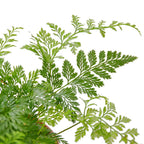 Rabbit's Foot Fern – view 2