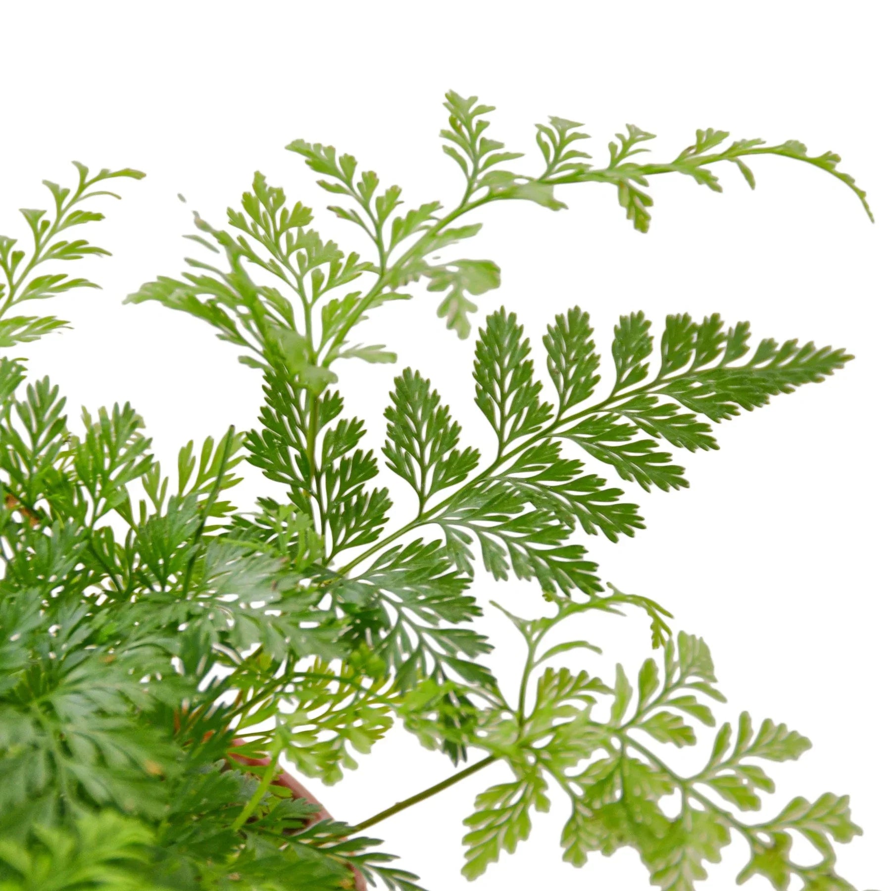 Rabbit's Foot Fern – view 2