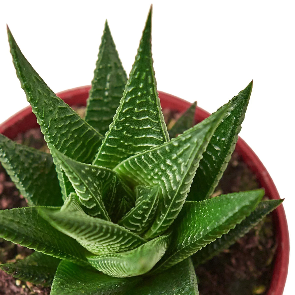 Fairy Washboard Haworthia – view 2