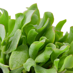 Ripple Jade Succulent – view 2