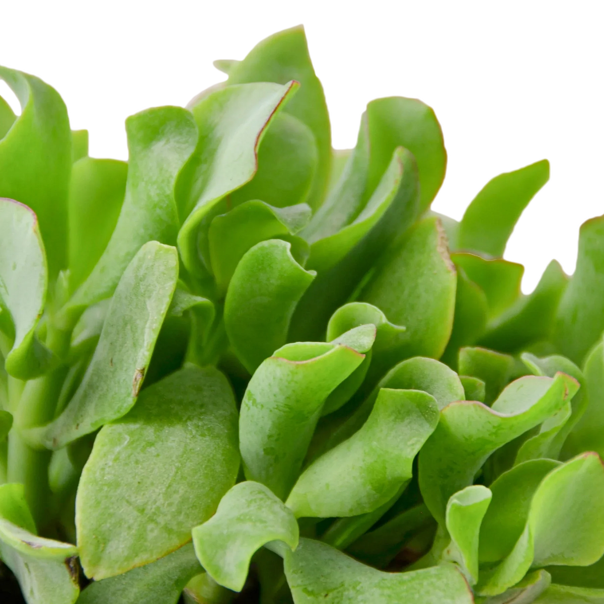 Ripple Jade Succulent – view 2