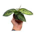 Homalomena 'Camouflage'