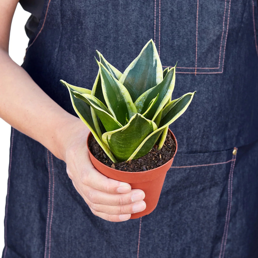 Snake Plant Black Gold – view 3