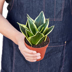 Snake Plant Black Gold – view 3