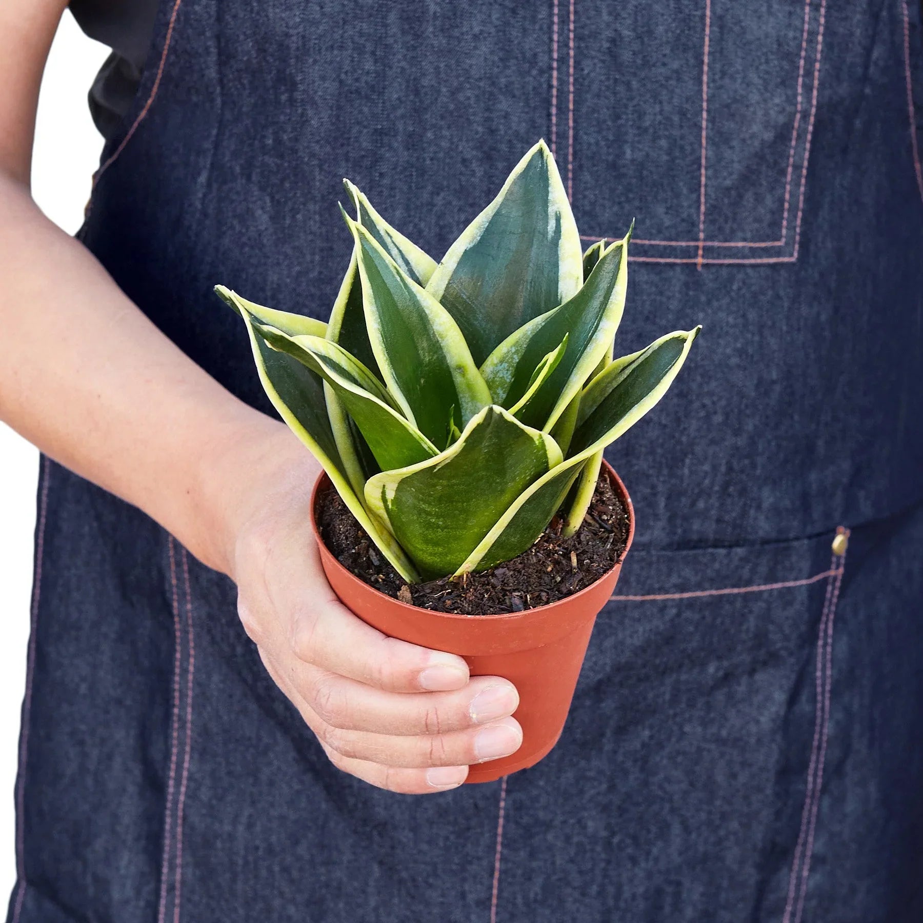 Snake Plant Black Gold – view 3