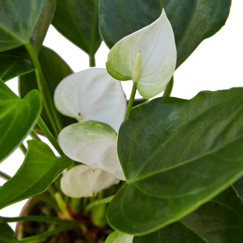 Anthurium 'White' – view 2