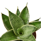 Snake Plant Starlight – view 2