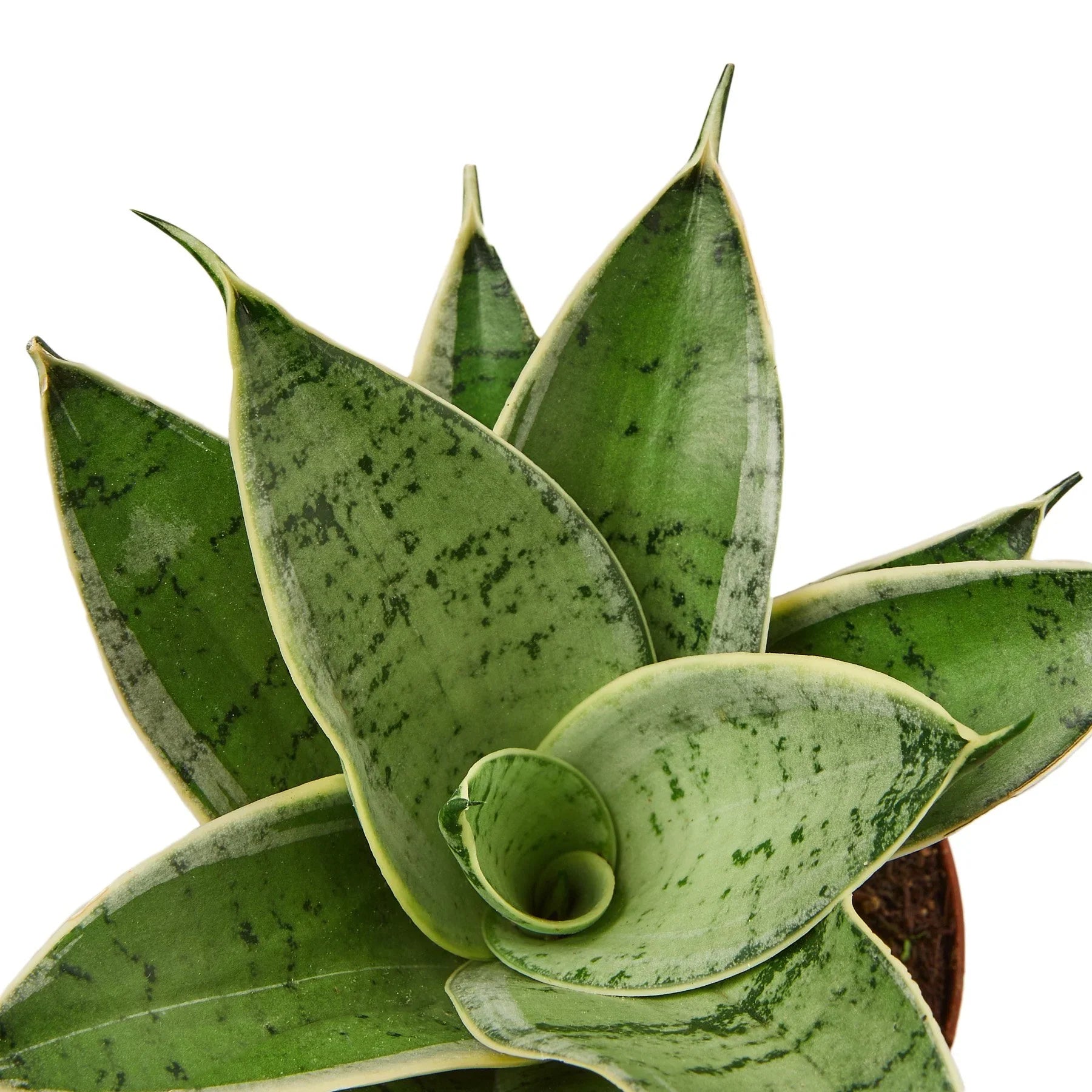 Snake Plant Starlight – view 2