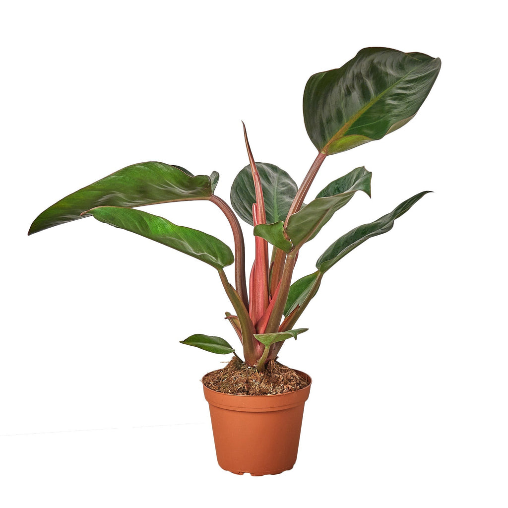 Philodendron 'Congo Rojo' Live Plant – 4" Nursery Pot