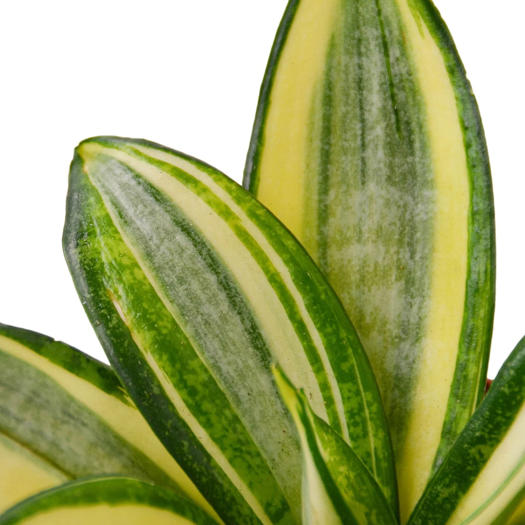 Snake Plant Gold Hahnii – view 2