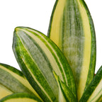 Snake Plant Gold Hahnii – view 2