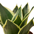 Snake Plant Black Gold – view 2