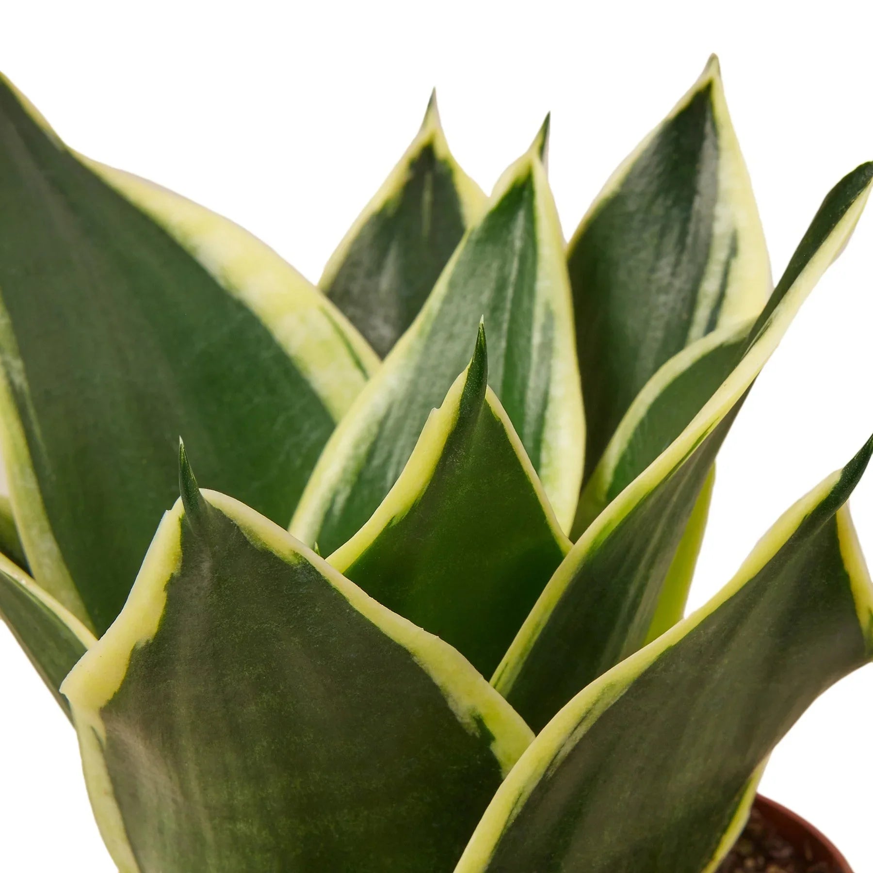 Snake Plant Black Gold – view 2