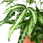 Pteris Cretica 'Albo Fern' – view 2