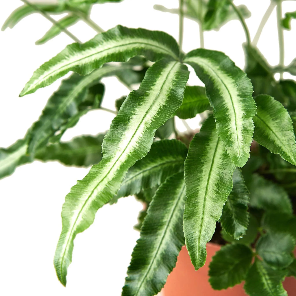 Pteris Cretica 'Albo Fern' – view 2