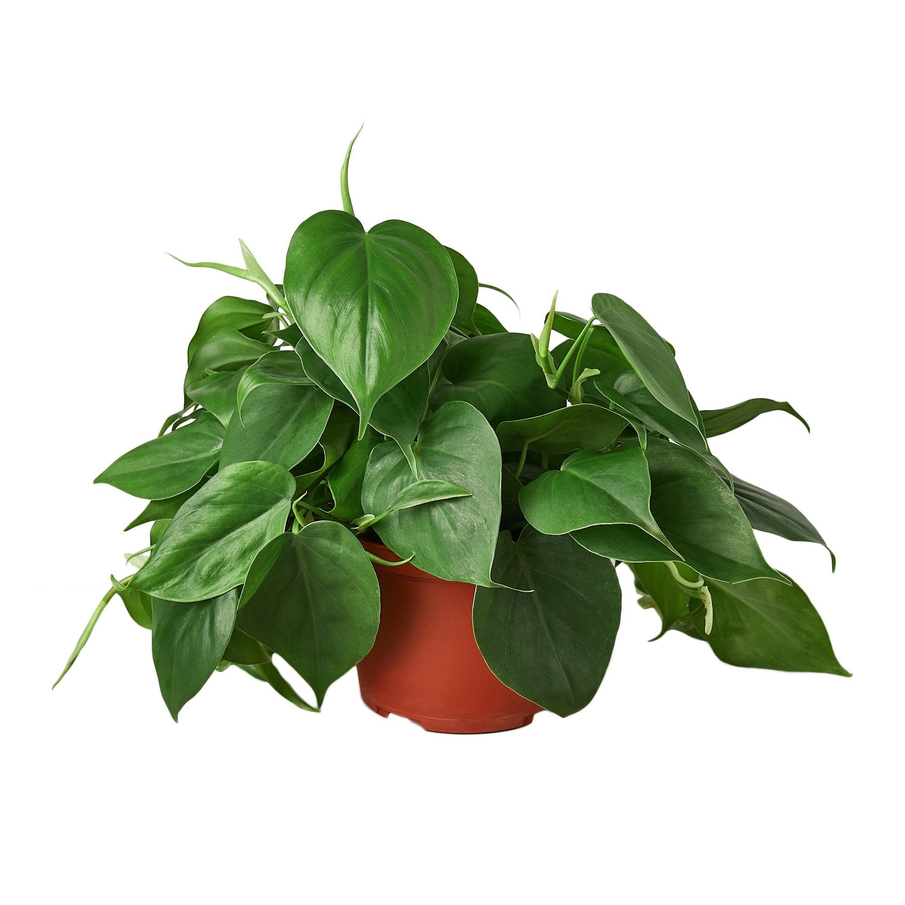 Philodendron Cordatum Heartleaf Live Plant – 6" Nursery Pot