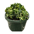 Hoya Rope Plant