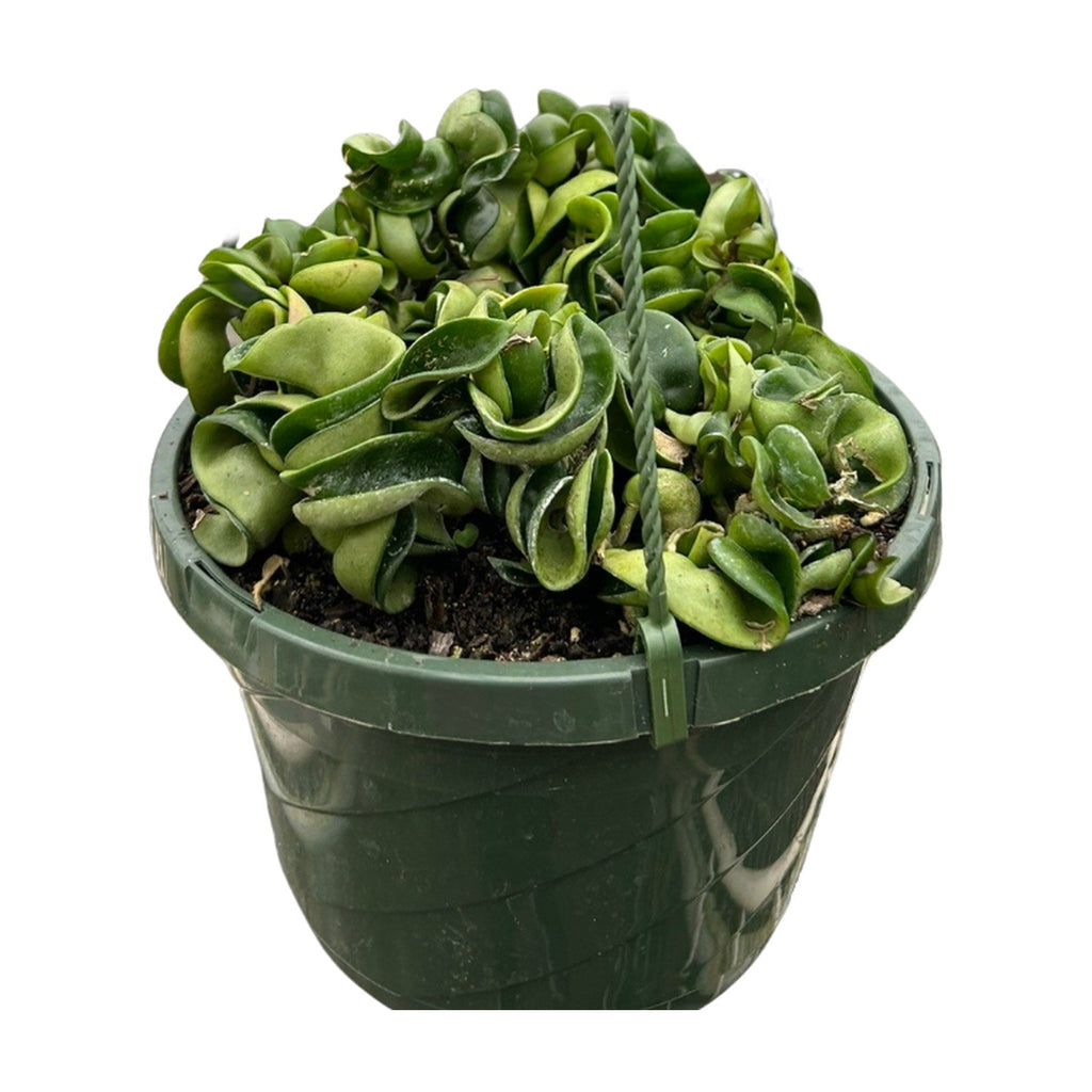 Hoya Rope Plant