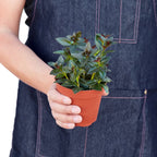 Nematanthus Black Goldfish Plant – view 3