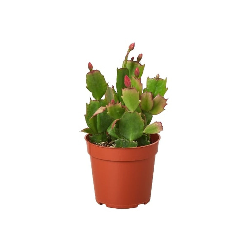 Zygocactus 'Christmas Cactus'