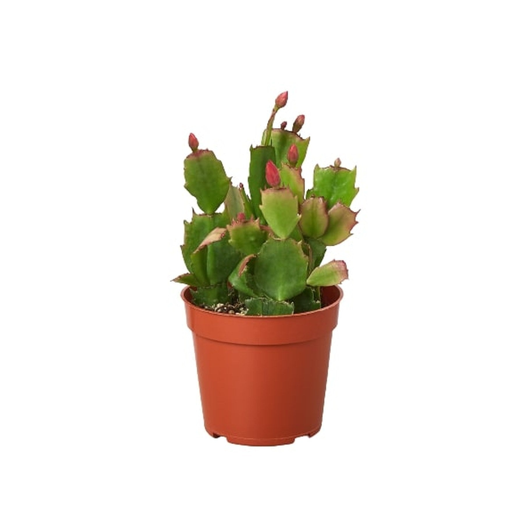 Zygocactus 'Christmas Cactus'