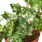 English Ivy 'Kolibre' – view 2