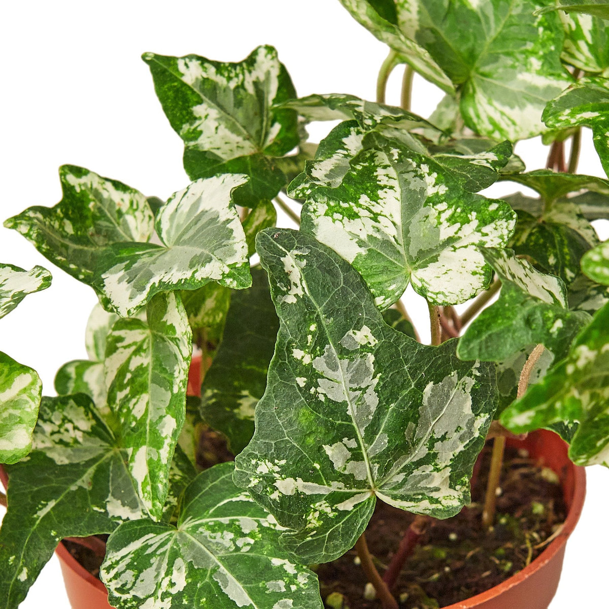 English Ivy 'Kolibre' – view 2